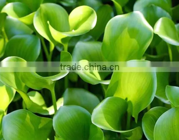 Industrial Crushing And Juice Screw Machine For Water Hyacinth Price In China photo-5