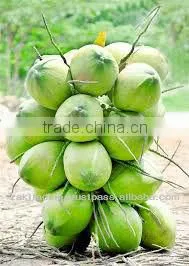 Green Young Coconut photo-3