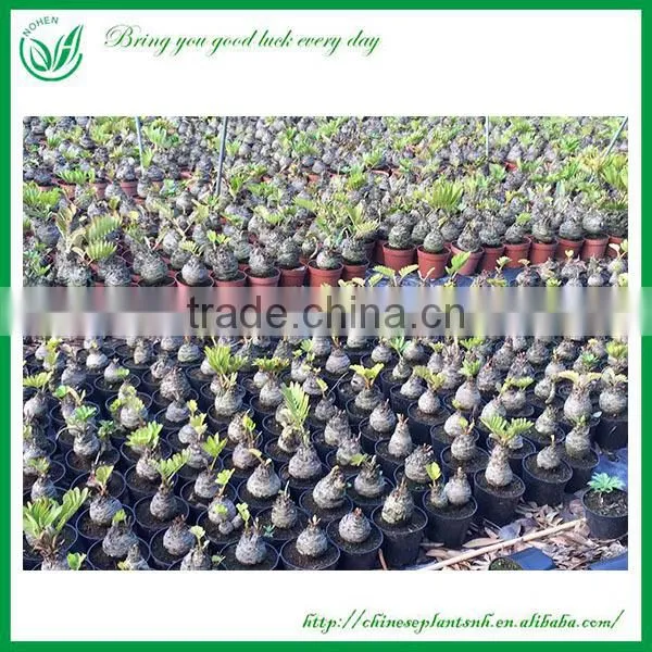 Indoor and Outdoor Ornamental Zamia Furfuracea Ait Plants photo-3