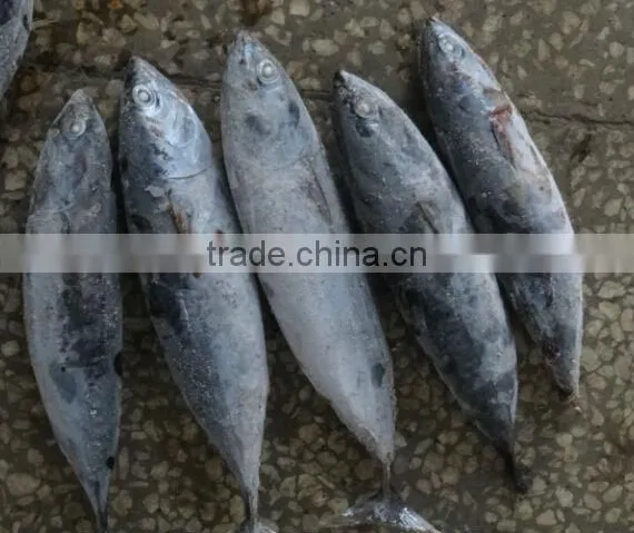 SEAFOOD BONITO TUNA photo-2