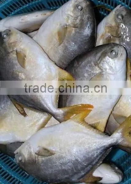 Frozen Golden Pomfret Fish photo-2