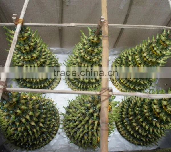 Lucky Bamboo ( Dracaena Sanderiana) photo-2