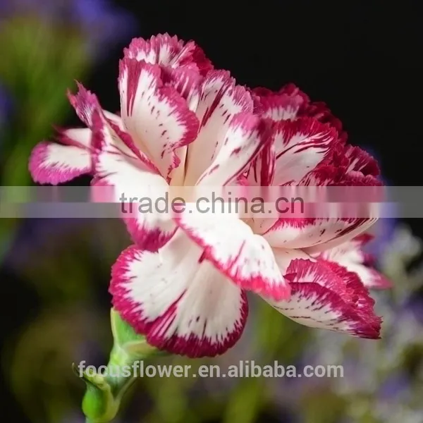 Export Fresh Fresh Cut Flowers Colombia Carnation to the Beloved photo-6