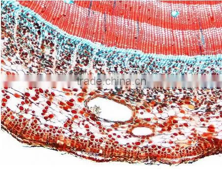Plant Cell Sides , Ell Slides of Botany ,slides Cee of Biology photo-2