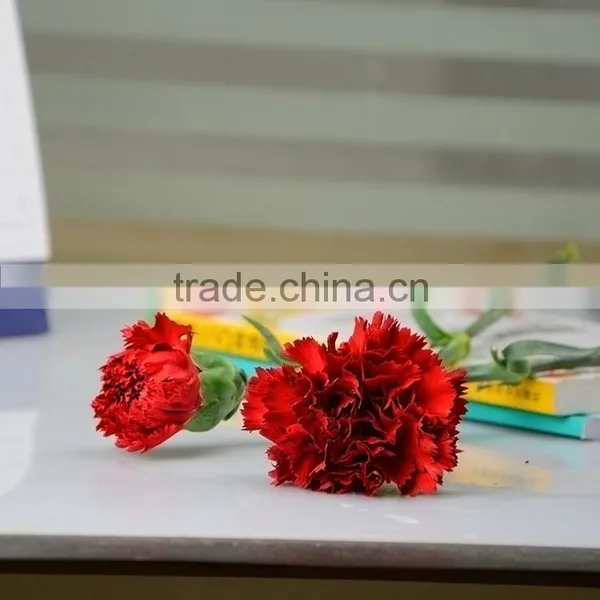 Cheap Mastor Multi-colored Fresh Cut Carnations photo-4