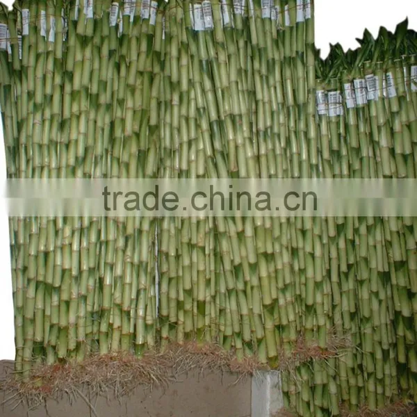 DRACAENA SANDERIANA 10cm-80cm Straight Lucky Bamboo Bonsai Hot Sale in USA Market Indoor Ornamental Water Aquatic Plants photo-6