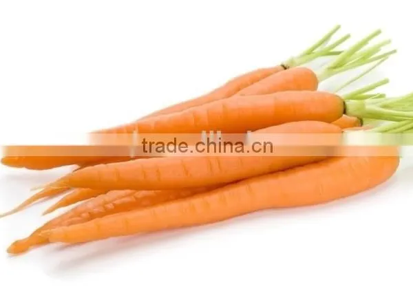 Plant Extract Carrot Oil photo-2