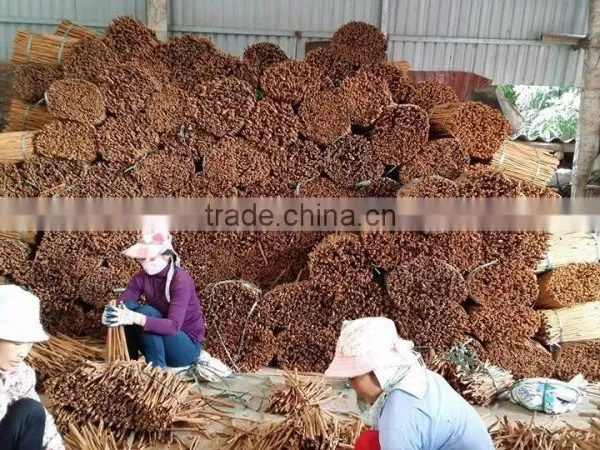 VIETNAM CASSIA / CINNAMON photo-5