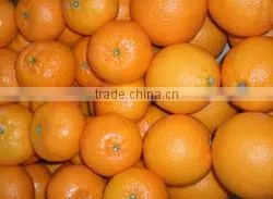 GOOD QUALITY Fresh Naval and Valencia Oranges photo-2
