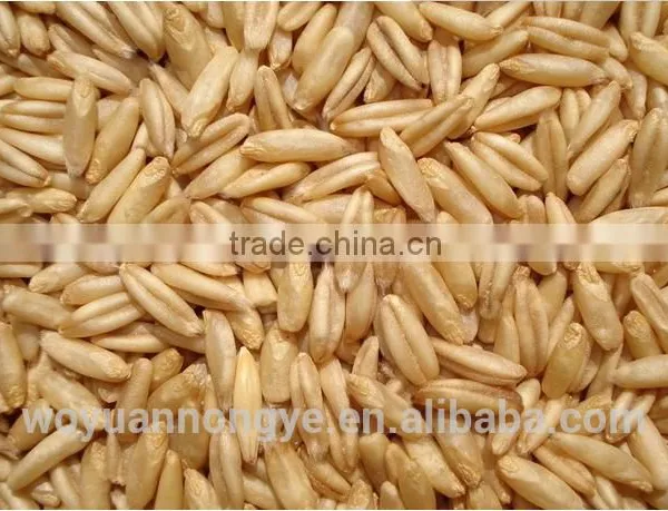 Oats photo-3