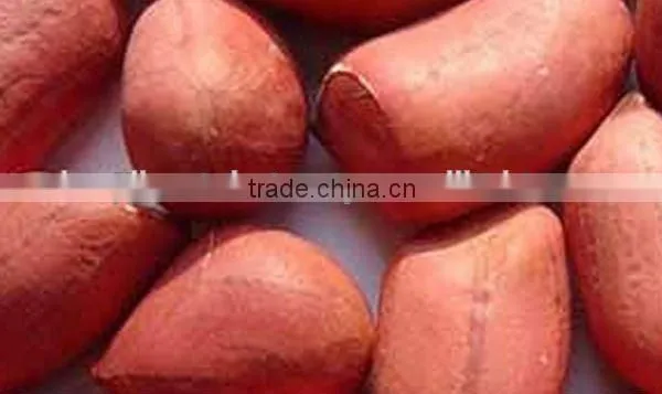 HIGH QUALITY GROUNDNUT KERNEL 40/50 photo-4