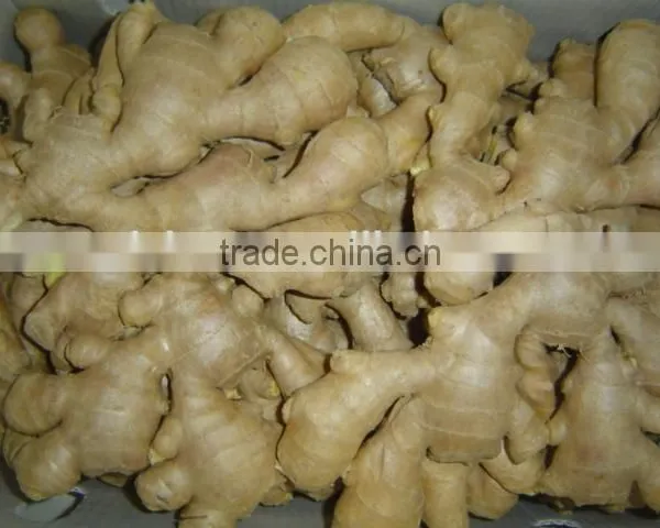 All Year Round Supply Fresh Ginger photo-2