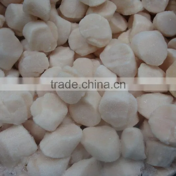 Scallop photo-4