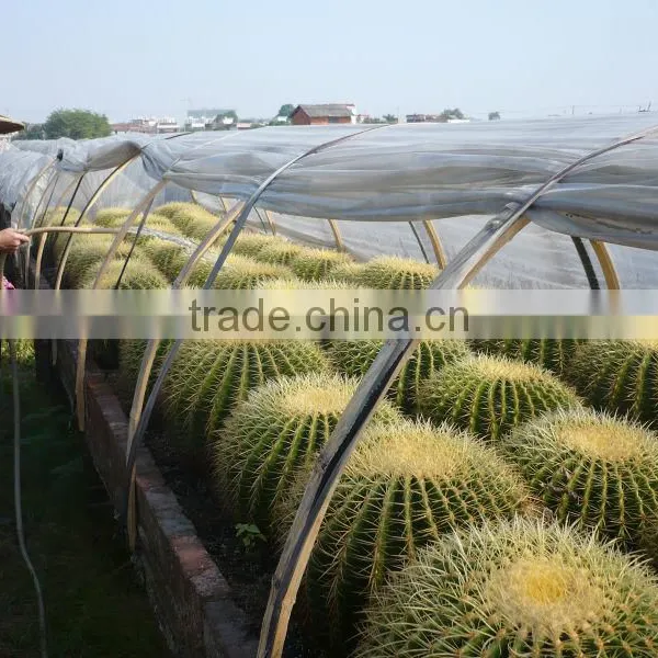 Echinocactus Grusonii in Box Packing photo-4