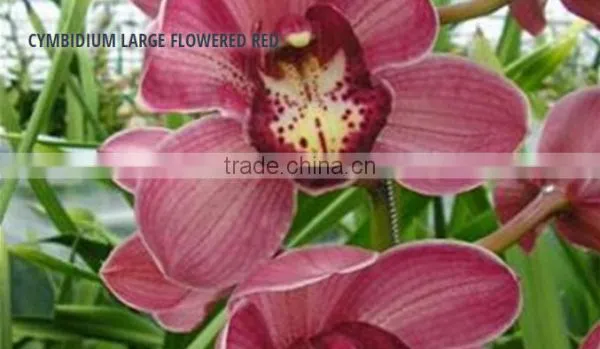 CYMBIDIUM LARGE FLOWERED RED