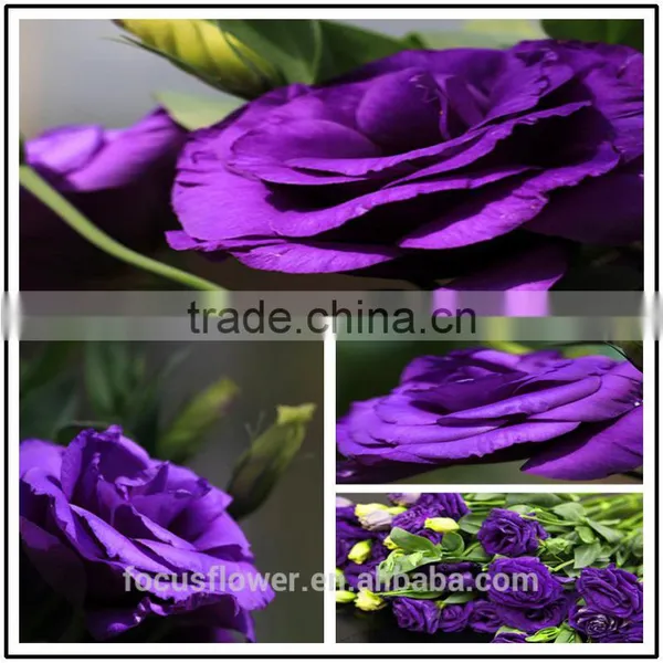 2017 Popular Top Sell Artificial Purple Eustoma Flower photo-5