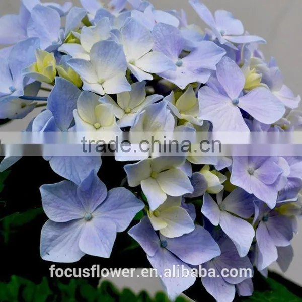Wholesale Light Blue Hydrangea With High Quality photo-4