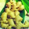 Sell Fresh Ginger