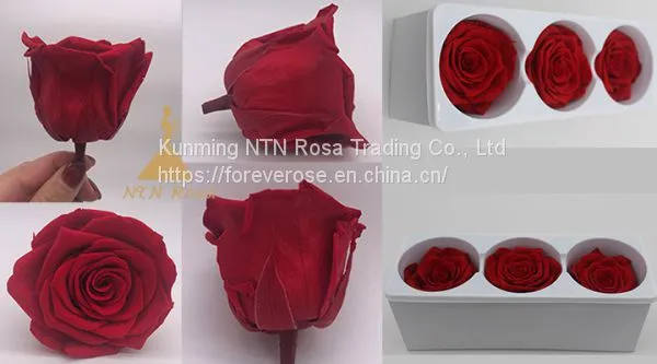 Begin Flower Business With Kunming Forever Flowers Exporter photo-2