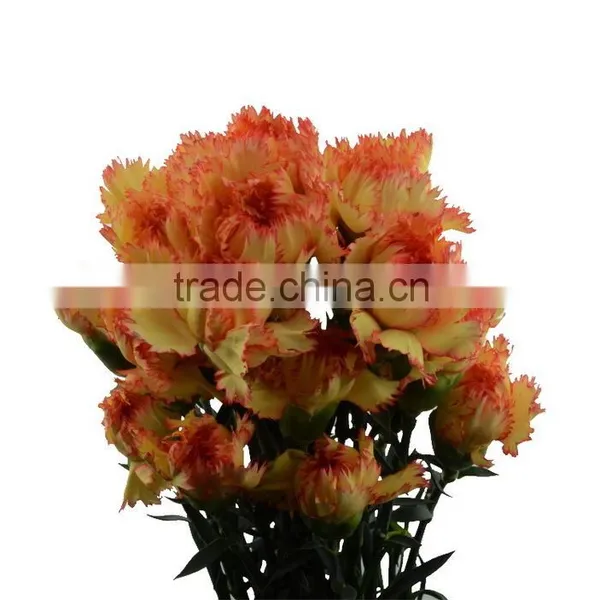 Durable Carnival Single Stem Carnation Flower photo-3