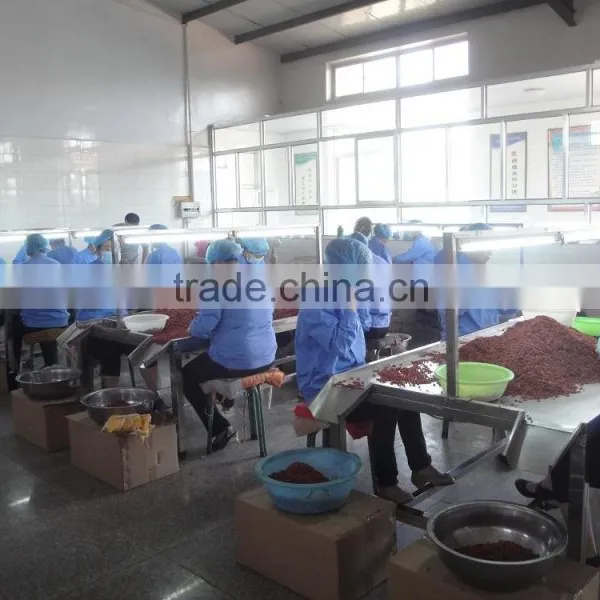 Goji Berry in Ningxia photo-2