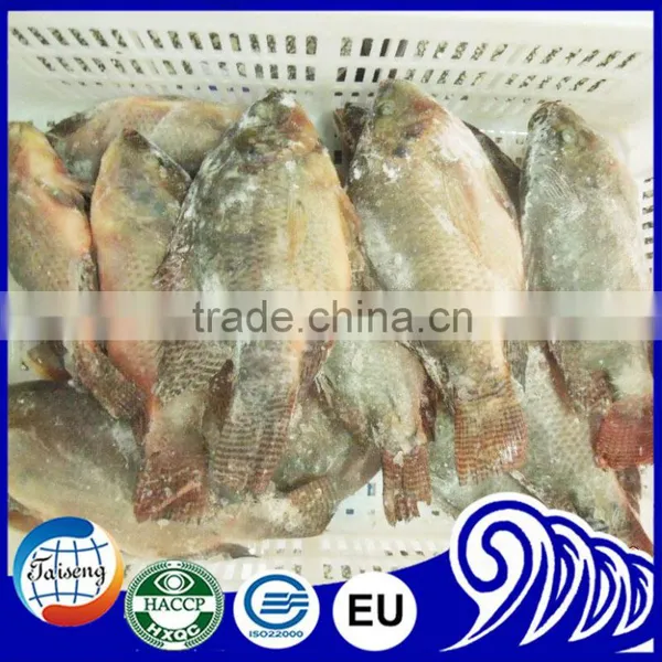 Seafood Manufacture Sell Live Tilapia