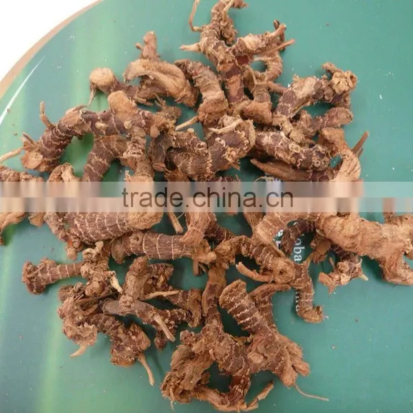 Guangdong Natural Galangal Roots photo-3