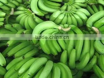 Fresh Cavendish Banana From Tamilnadu photo-2