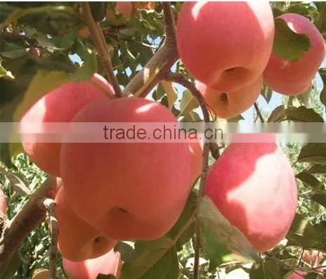 Fresh Apple photo-5