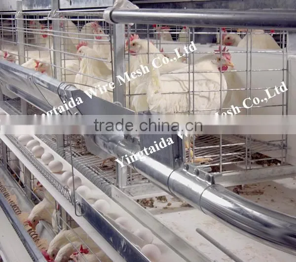Automatic Chicke Cage Layer for Poultry Equipment in Chiken Farm photo-3