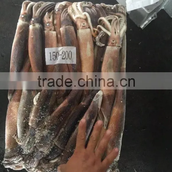 Frozen Illex Squid From CHINA 200-300G photo-5