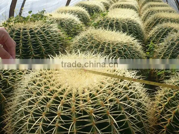 Echinocactus Grusonii in Box Packing photo-2