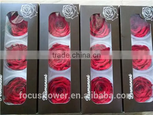 6-7 cm Preserved Rose Big Bud Red Rose With A Grad Quality From Kunming
