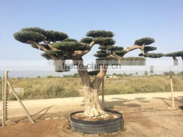 Pompon Olive Tree - Olea Europaea Pom Pon Centenary photo-4