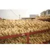 Air Dry Ginger 1