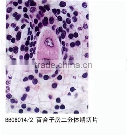 Plant Meiosis Prepared Microscope Slides/educational Slides/biological Slides