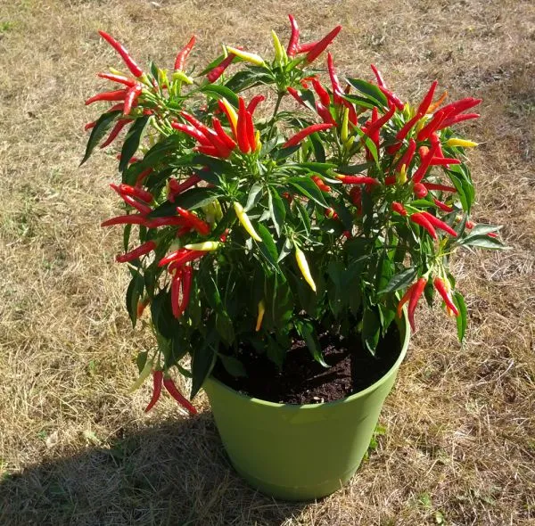 Artificial Lime Green Landscaping Indoor Ornamental Plants Foliage Plants