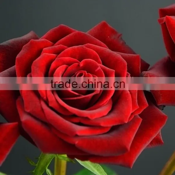 Factory New Coming Natural Black Magic Rose photo-6