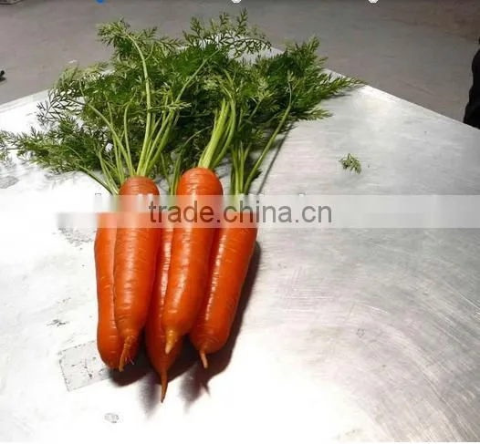 Chinese New Season Bulk Fresh Carrot