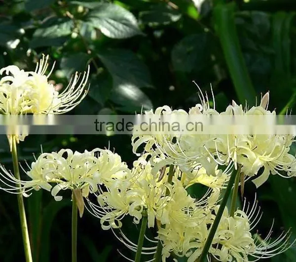 Treeform Datura, Datura , Flower Seeds , Herb Seed,vegetalbe Seed,fruit Seed,grass Seed photo-3