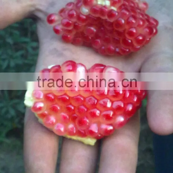 Fresh Red Sweet Pomegranate
