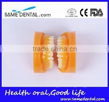 Double-Color Dentition Model School Education Teaching Model photo-5
