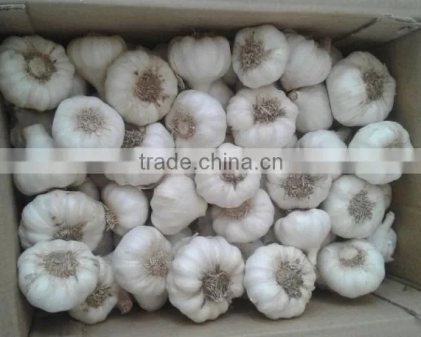 Supply Fresh Garlic photo-2