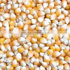 Corn