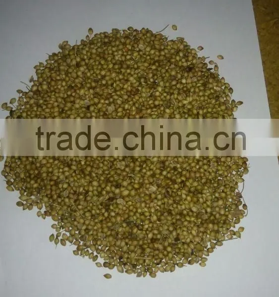 Fresh Coriander photo-5