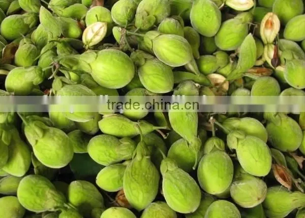 2016 Newly Chinese High Quality Agarwood Seeds For Growing photo-2