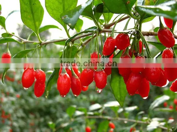 2016 New Price Goji Berry Goji Grade A photo-2
