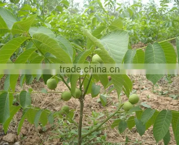Walnut Tree Seedling photo-2