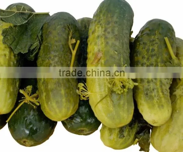 Best Selling Vietnam Canned Baby Pickled Cucumbers in Jar (various Sizes) photo-5