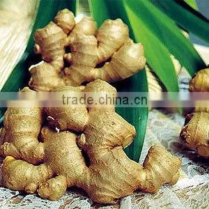 100% Natural Quality of Ginger Oil